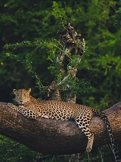 Sl tiger