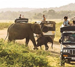 With safari