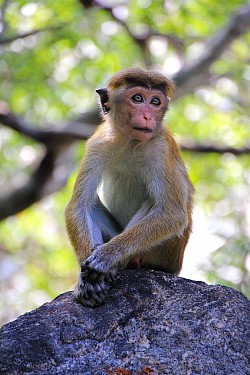 Monkey