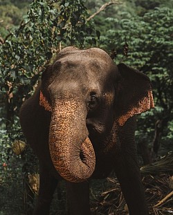 Udawalawa sri lanka