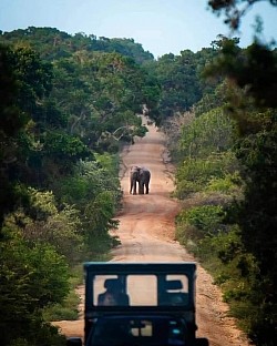 Yala, sri lanka 🌴